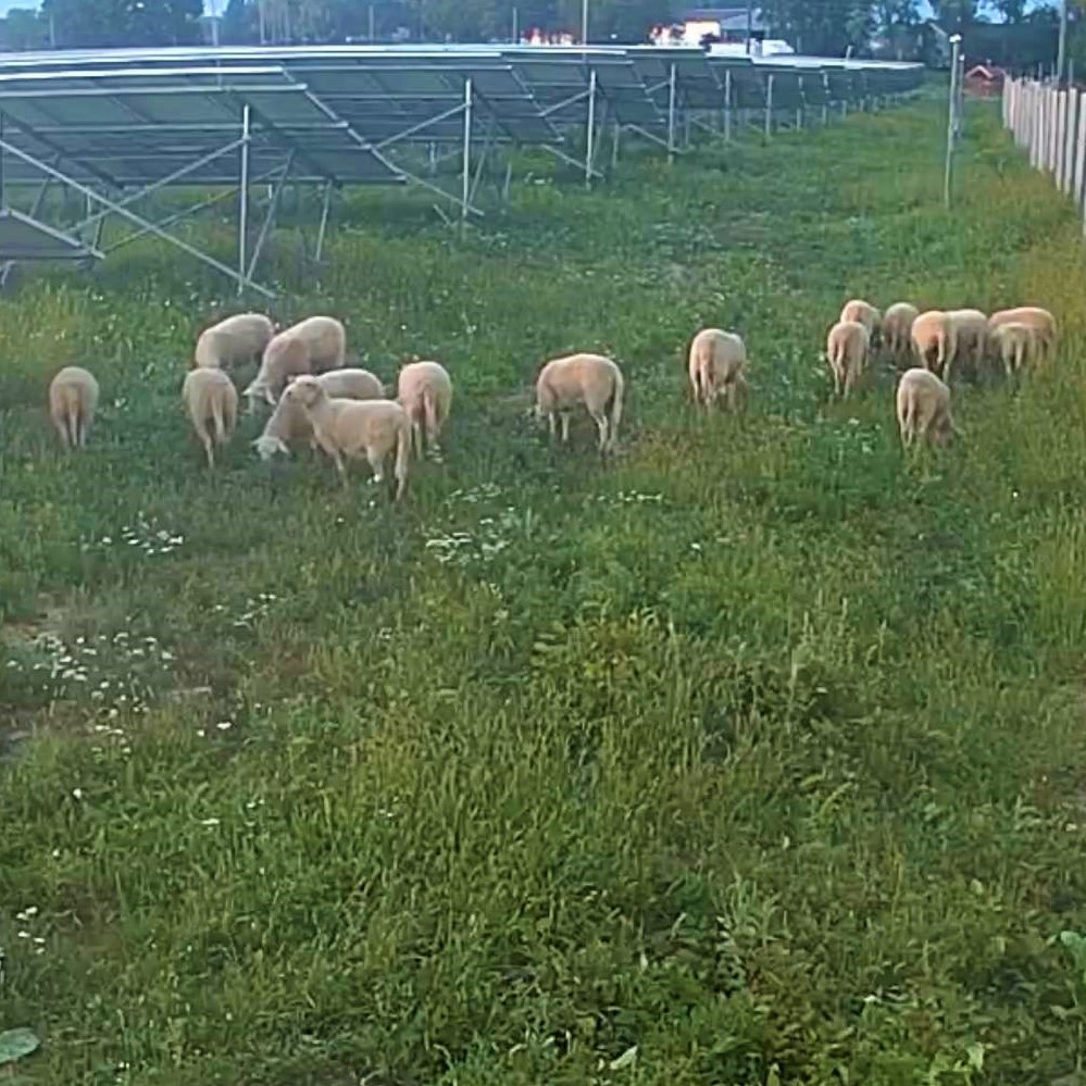 Legelésző birkanyáj a csurgói napelemparkban (3*499 kWp)