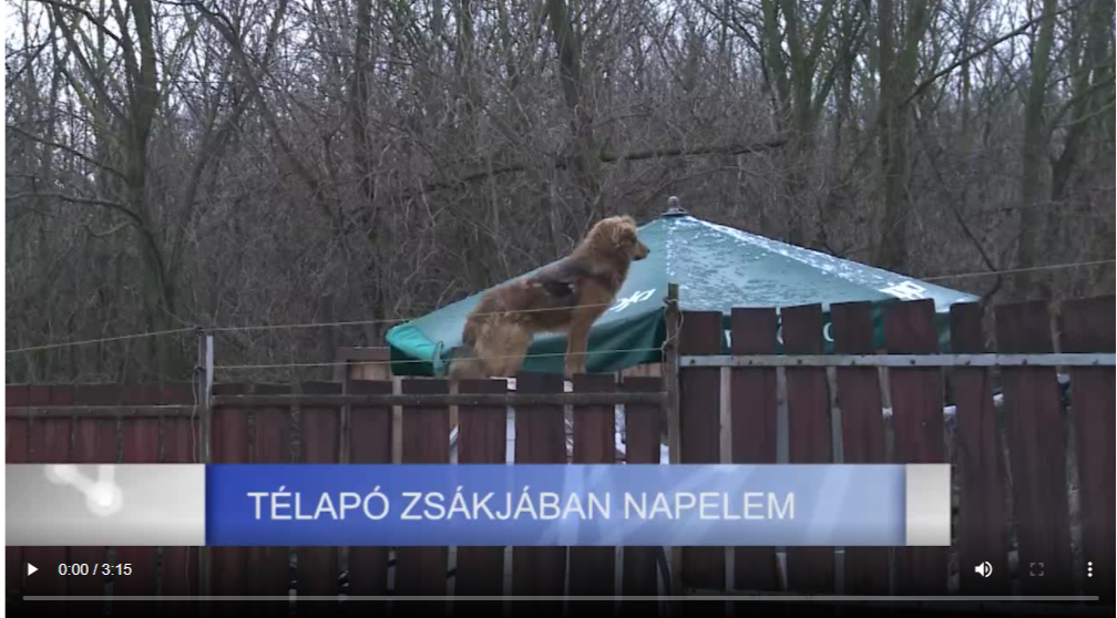 Fejér megyei állatmenhelyre is ellátogatott a Mikulás / FMC.hu